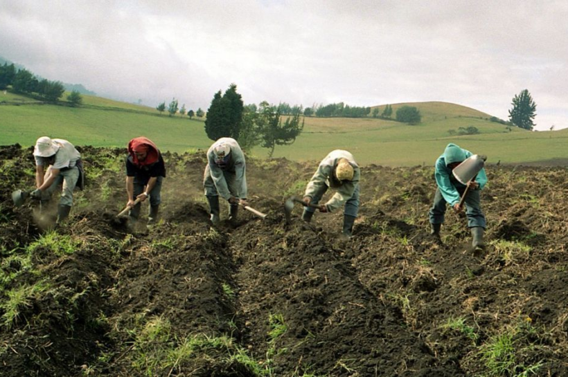 Fedeagro