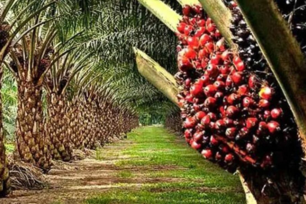 Producción de palma