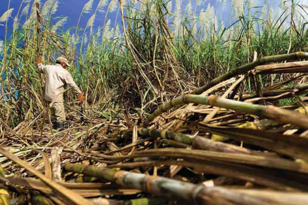 Fesoca: Producción de azúcar creció 91%