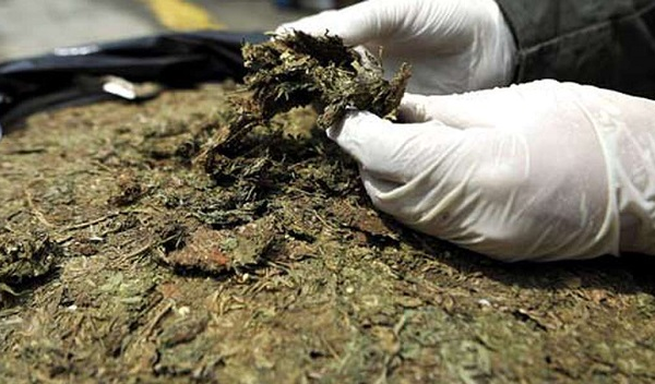 Ministerio Público condenan a hombre por traficar 67 envoltorios de marihuana