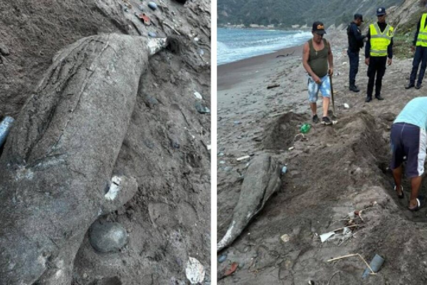 Hallan muerto a un delfín en Catia La Mar