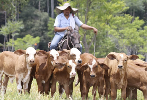 Ganaderos en Táchira