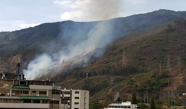 protección forestal en Venezuela