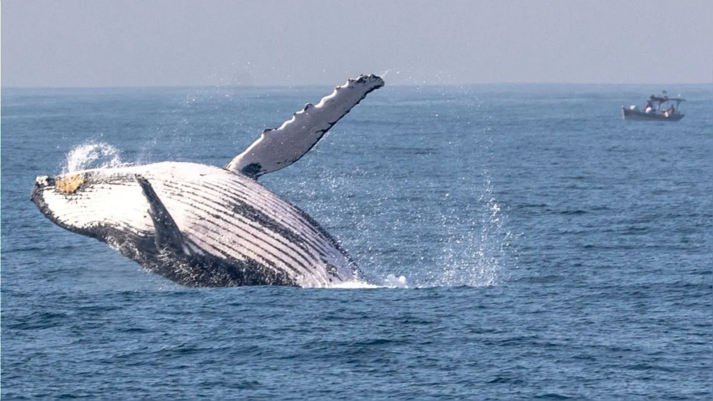 Ballenas jorobadas