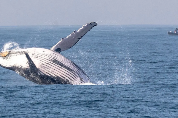 Ballenas jorobadas