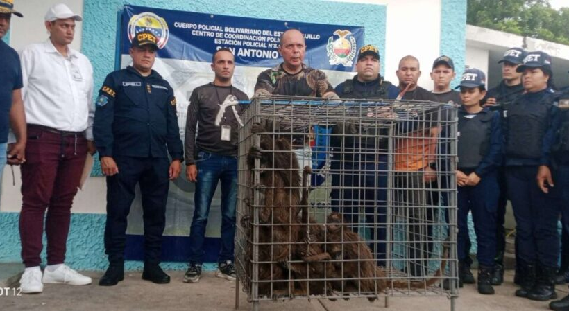 Rescatan y liberan 18 monos arañas
