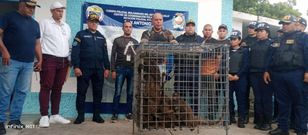 Rescatan y liberan 18 monos arañas