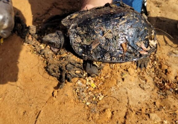 Encuentran más especies marinas petrolizadas por derrames en el Lago de Maracaibo