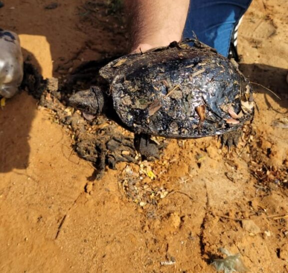 Encuentran más especies marinas petrolizadas por derrames en el Lago de Maracaibo