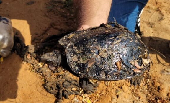 Encuentran más especies marinas petrolizadas por derrames en el Lago de Maracaibo