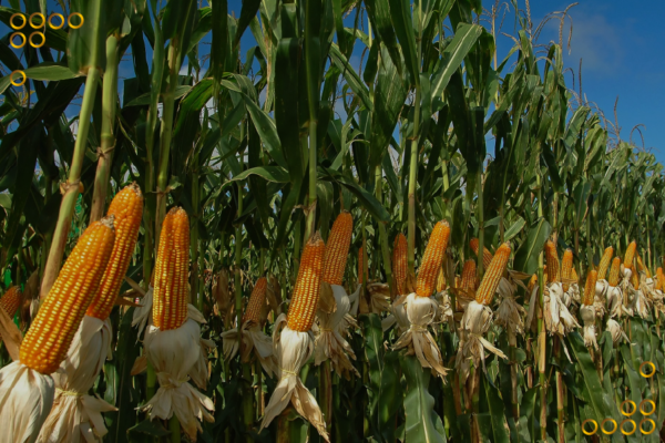 Agricultores afirman que las condiciones climáticas son favorables para incrementar la producción de maíz