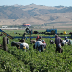 Estiman que más de 2.000 agricultores han dejado sus actividades