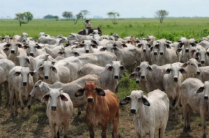 Apure | Ganaderos en crisis por prohibición de sacrificar vacas