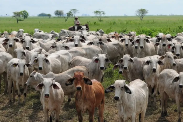 Apure | Ganaderos en crisis por prohibición de sacrificar vacas