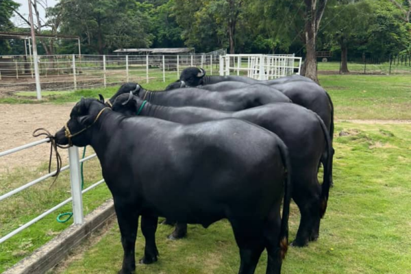 Producción de búfalos en Barinas ronda las 60 mil reses al año