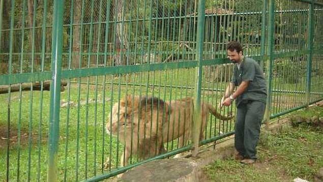 Mérida | Vigilante ebrio pierde un brazo al intentar acariciar a un león en el zoológico