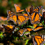 Población de mariposas monarcas en California registra mínimo histórico