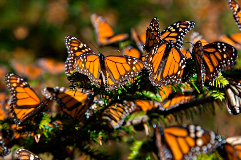 Población de mariposas monarcas en California registra mínimo histórico