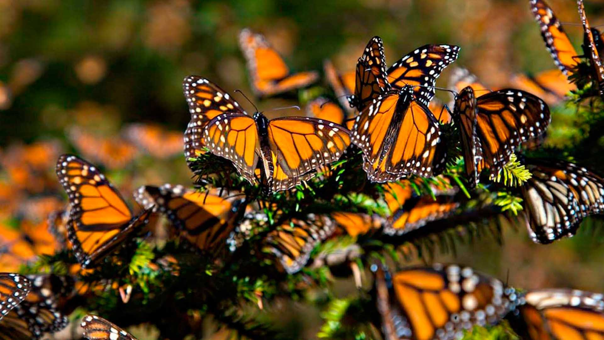 Población de mariposas monarcas en California registra mínimo histórico