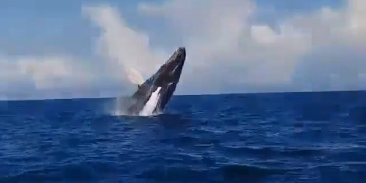 Venezolano relata como vivió el ser atacado por una ballena en Chile