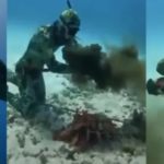 #VIRAL | Pulpo casi asfixia a un buzo en Rusia