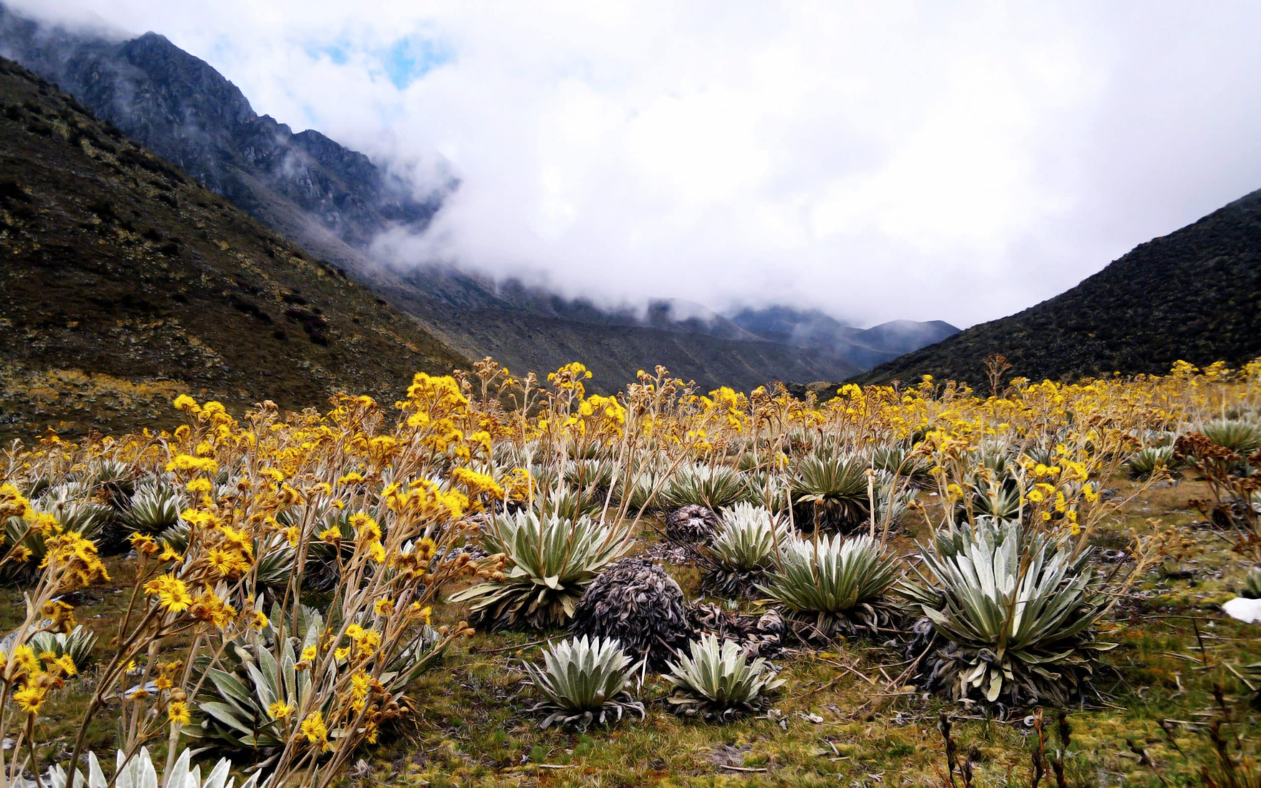 Páramos de Colombia, Ecuador y Venezuela entre los más afectados por el cambio climático