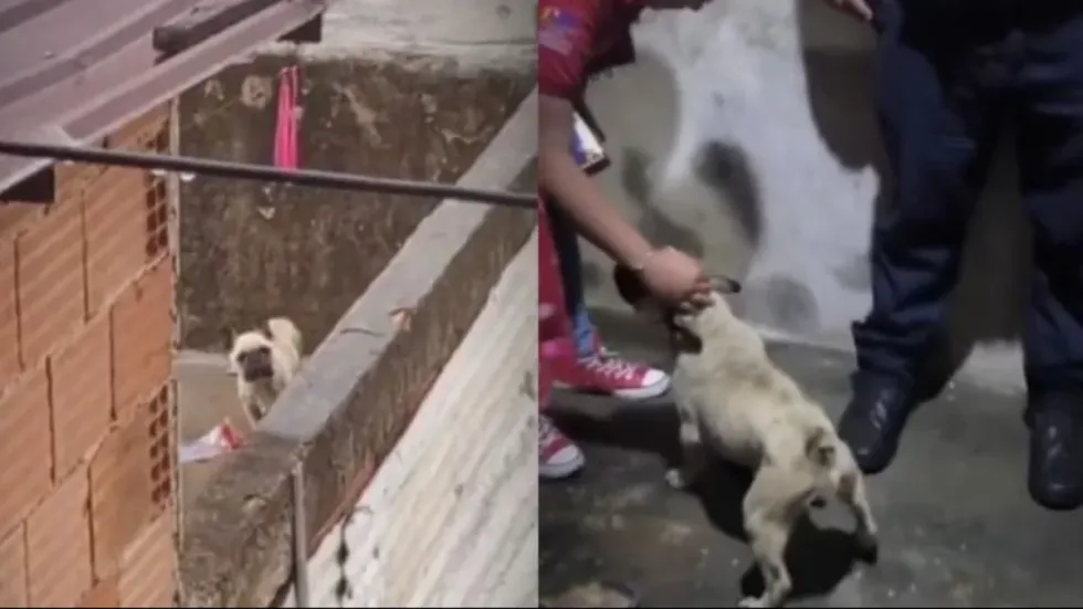 Miranda | Polisucre rescata perro en situación de abandono durante intensas lluvias