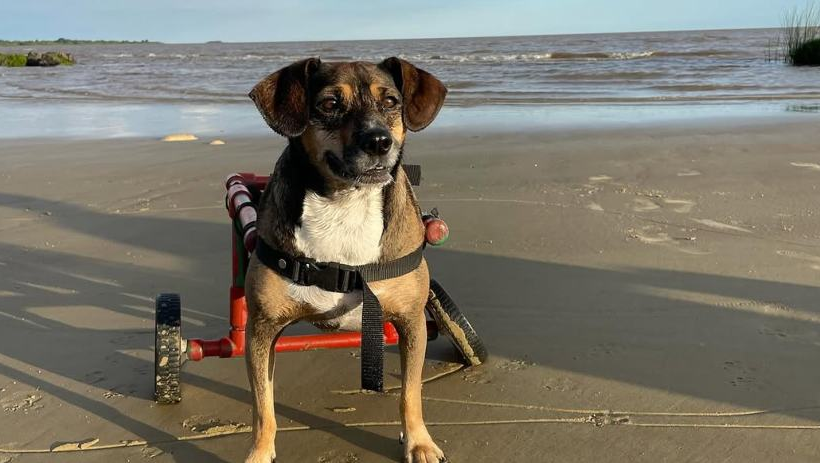 ¡Hermoso! Le construyó una silla de ruedas a su perrita para que disfrutara de un día en la playa