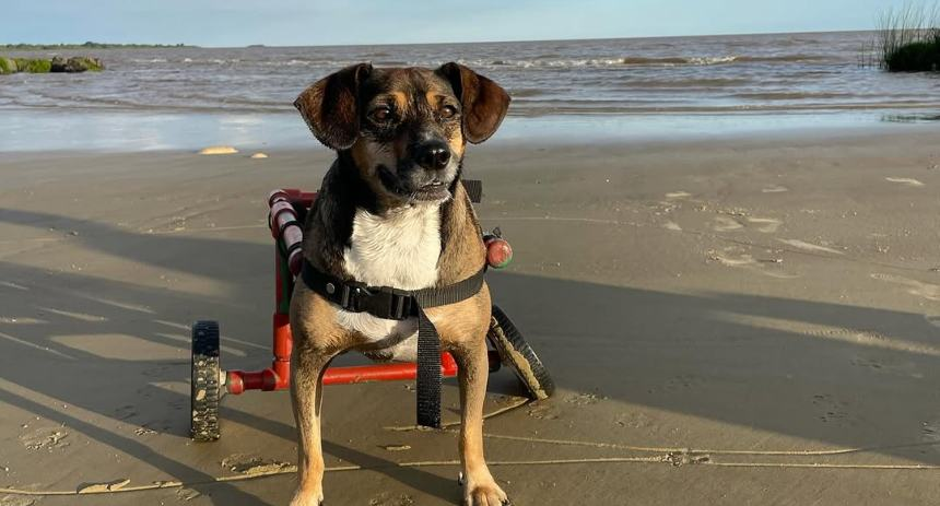 ¡Hermoso! Le construyó una silla de ruedas a su perrita para que disfrutara de un día en la playa