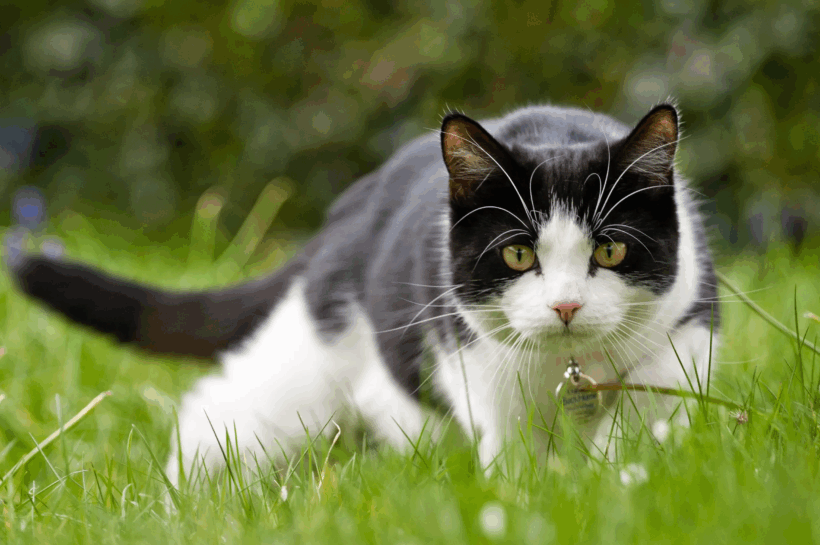 ¡Insólito! Capturan en Costa Rica a un gato utilizado para ingresar drogas a prisión