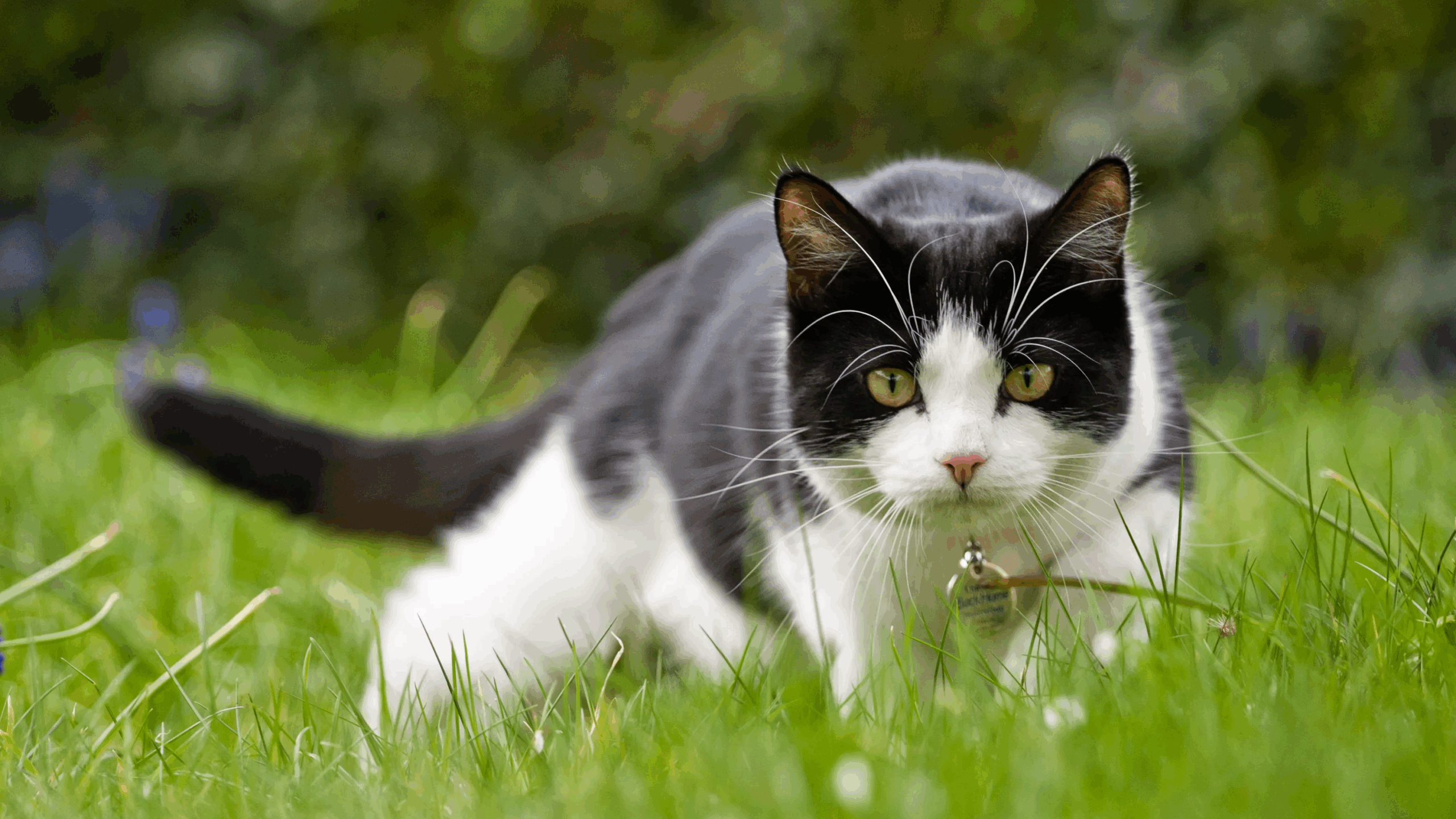 ¡Insólito! Capturan en Costa Rica a un gato utilizado para ingresar drogas a prisión