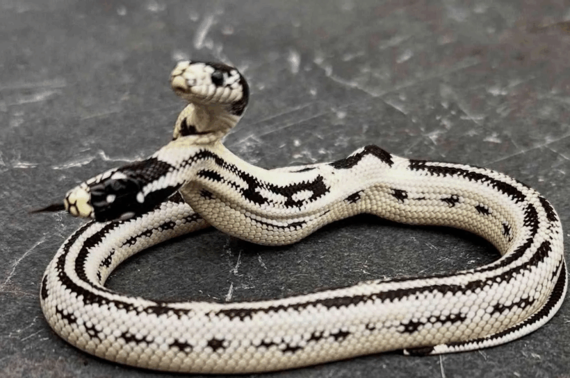 Serpiente de dos cabezas sorprende en tienda de reptiles de California: ya ha recibido ofertas por $50.000