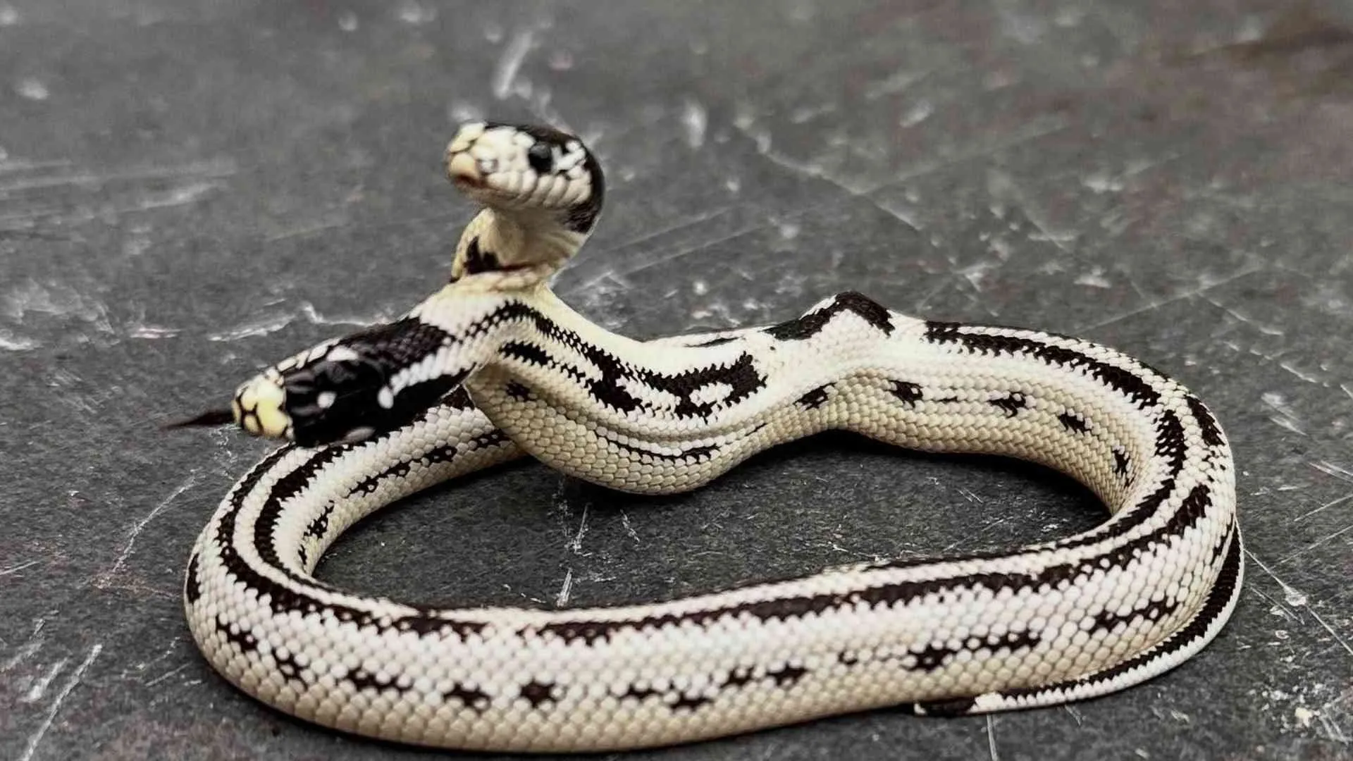 Serpiente de dos cabezas sorprende en tienda de reptiles de California: ya ha recibido ofertas por $50.000