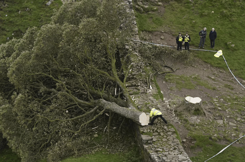 Condenados a prisión dos hombres por destruir con motosierra el emblemático árbol de Sycamore Gap en Inglaterra